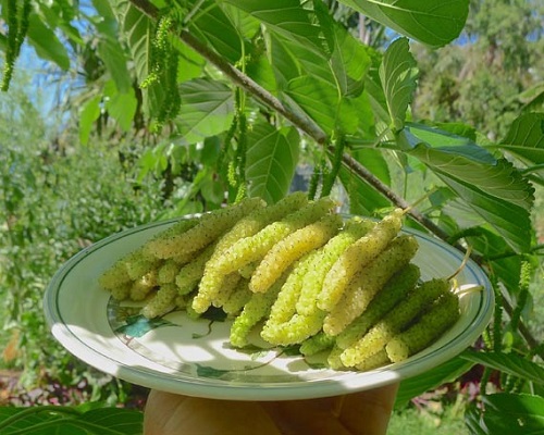 خرید توت موزی
